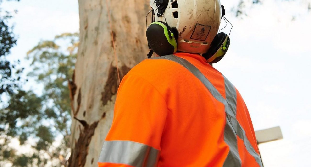 Picking the Best Tree Removal Service Providers