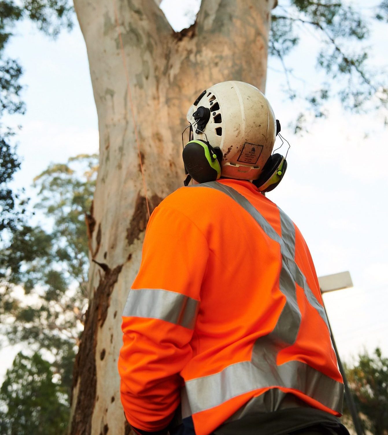 level 5 arborist report cost