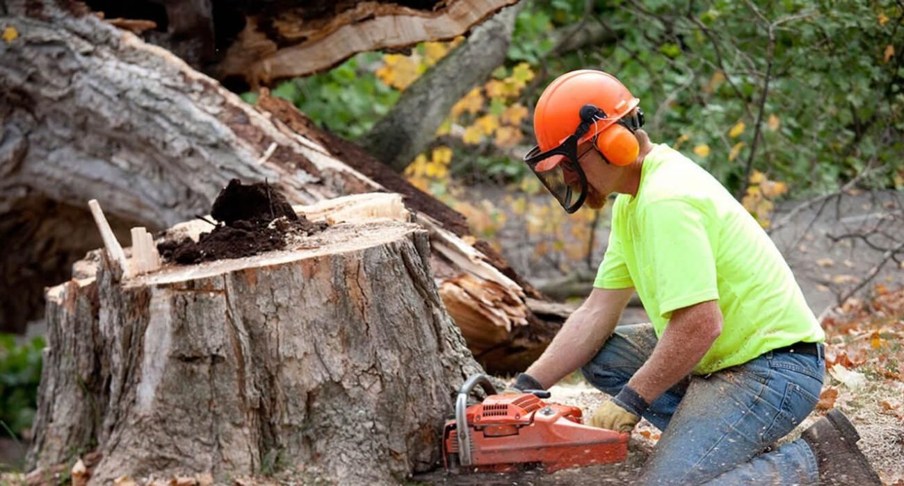 What To Look For In A Stump Grinding Gold Coast Expert