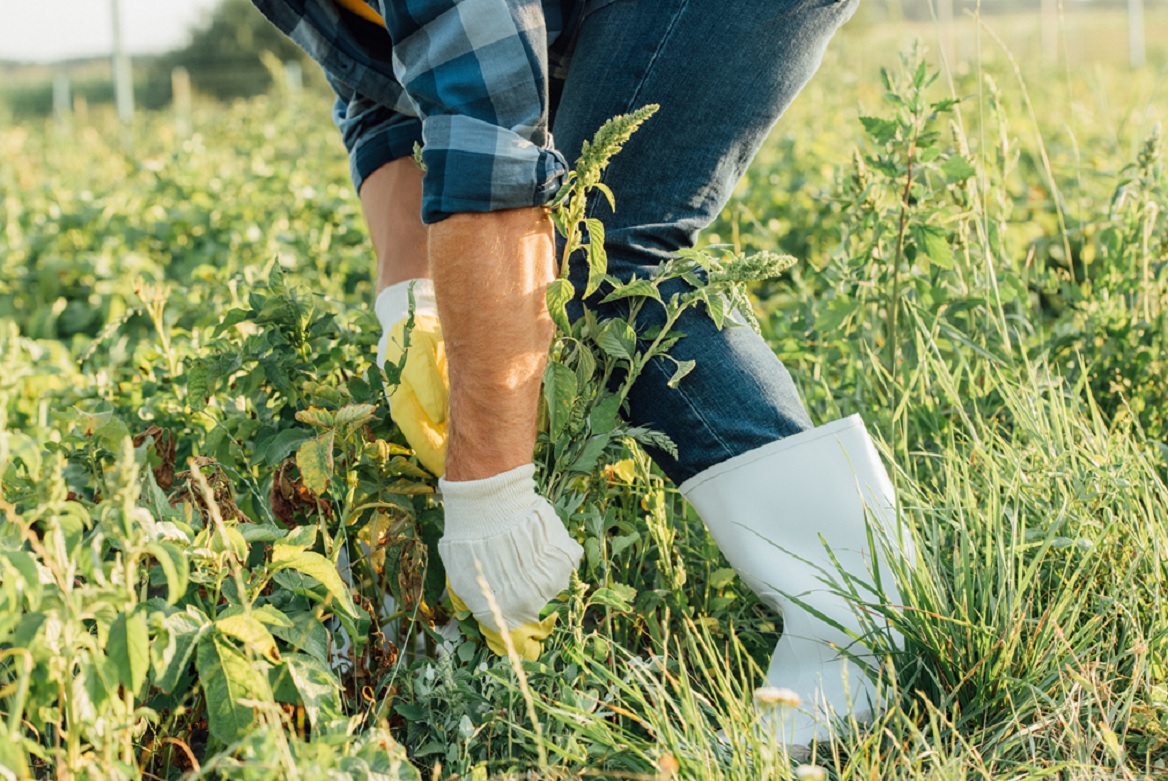 Weed control Logan