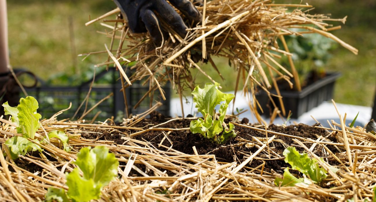 Different Ways Your Lawn Can Benefit From Weed Control Logan