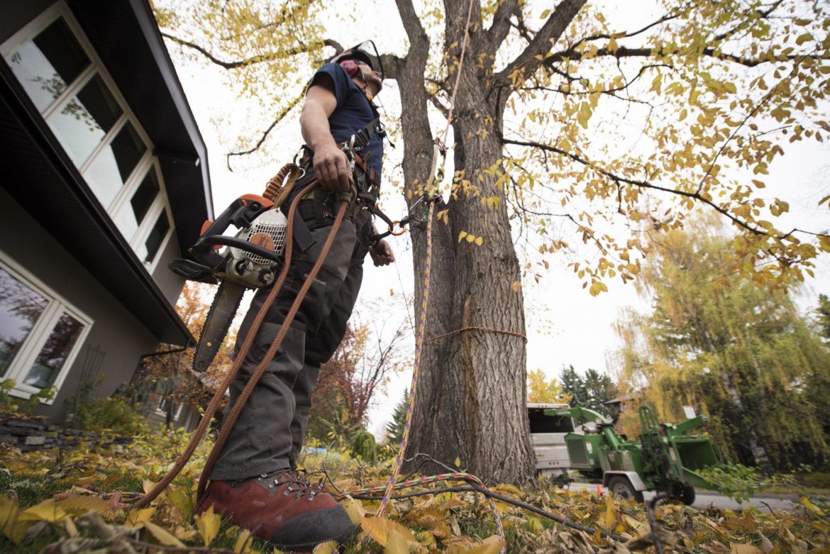 tree removal