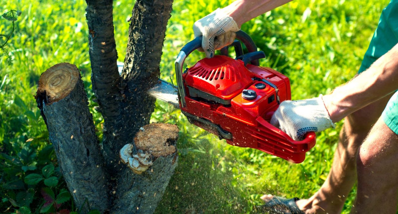 Find An Experienced Tree Removal Company For Better Care Of Trees
