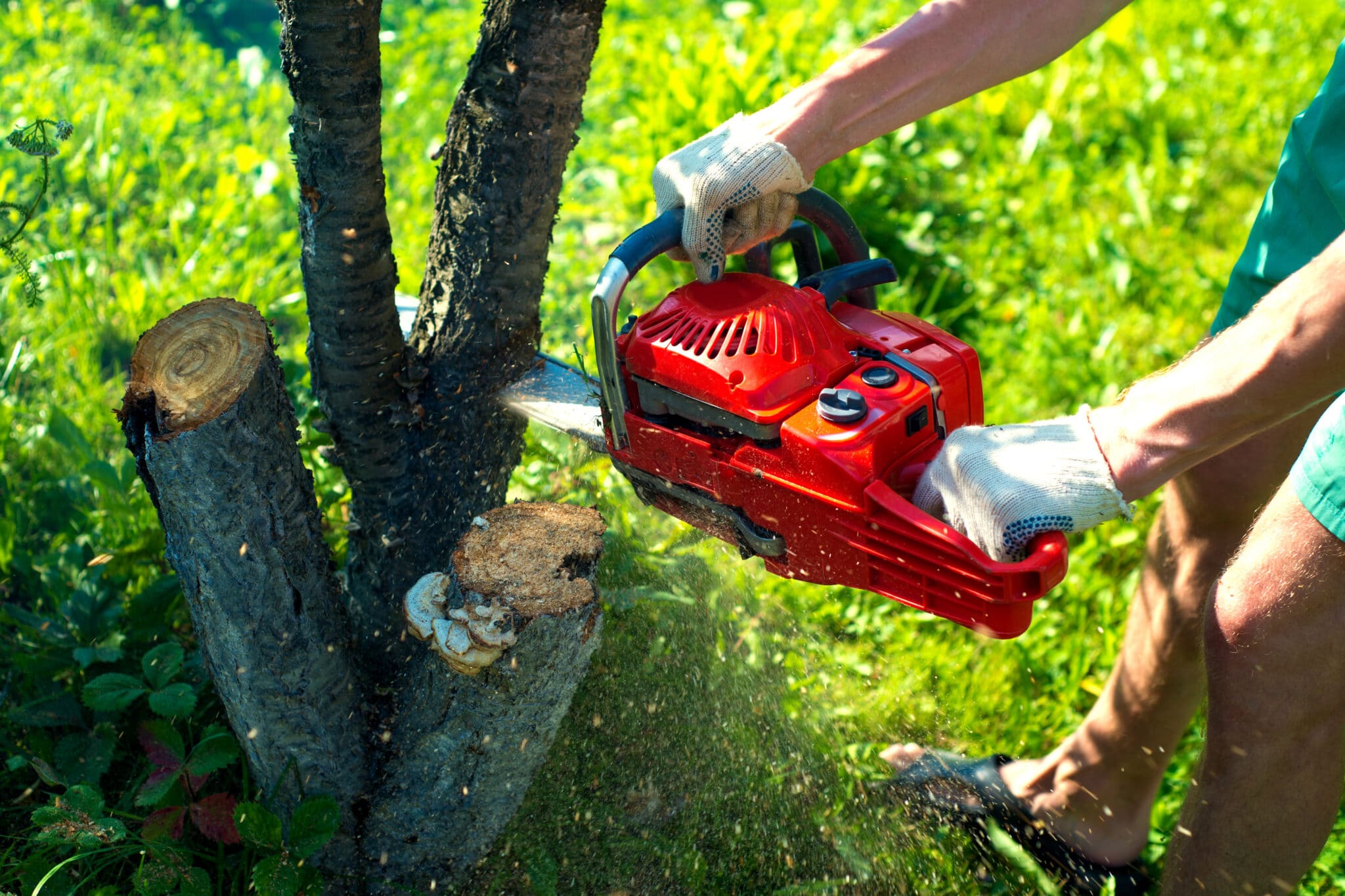 tree removal
