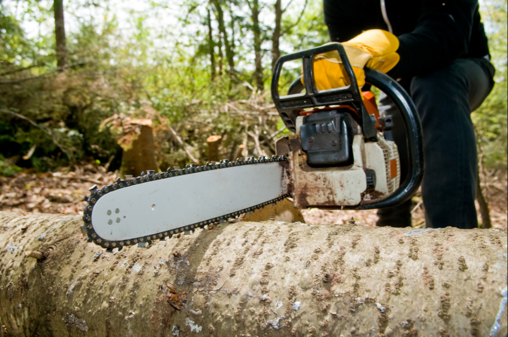 Why Should You Avoid Tree Cutting Auckland?
