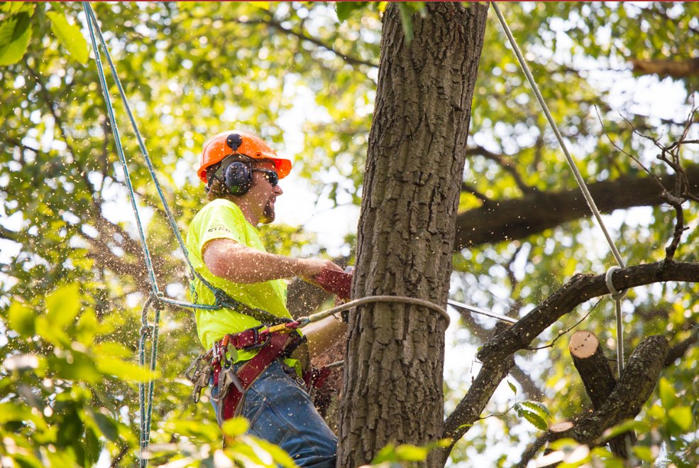 tree cutting Auckland