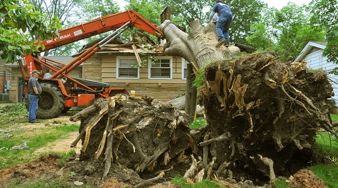 How To Select A Tree Removal Specialist Waikato?