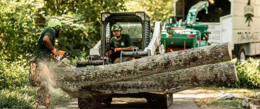 tree removal specialist Waikato