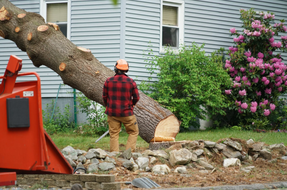 tree removal specialist in Bay Of Plenty