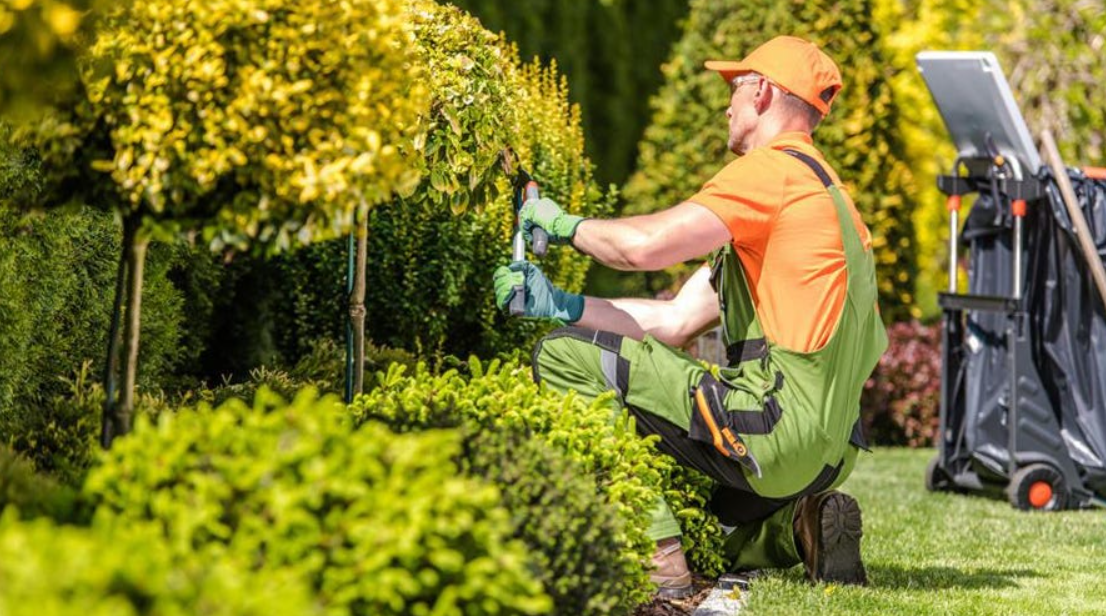 Landscaping and cleaning services