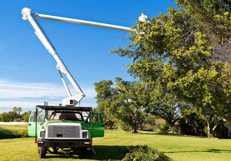 tree removal specialist in Bay Of Plenty