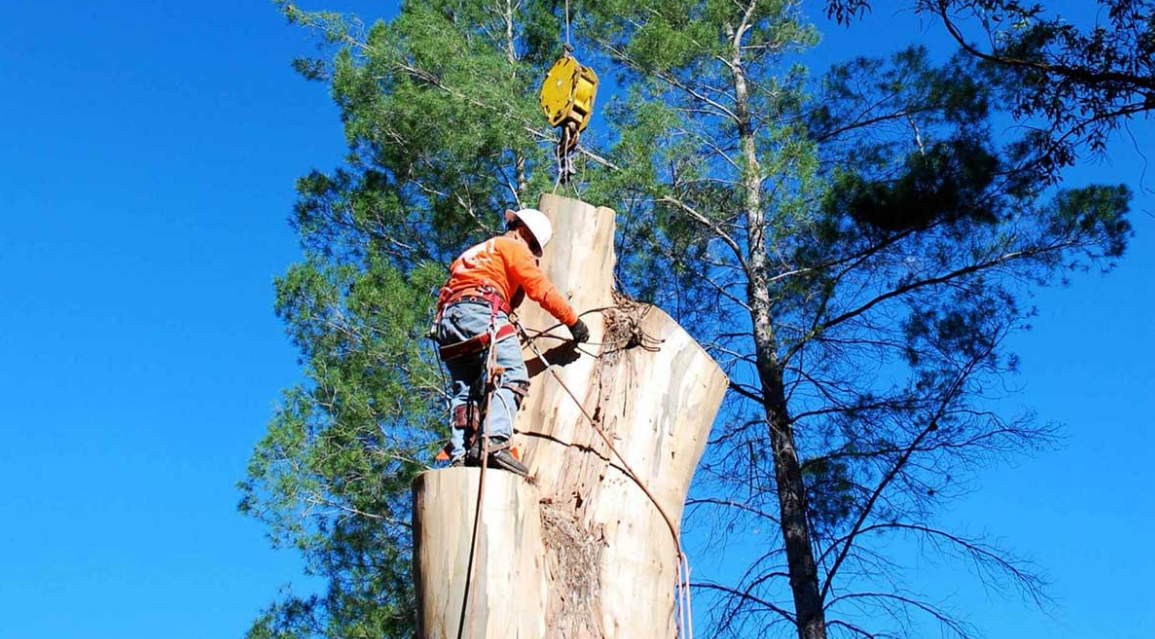 Sydney Tree Pruning