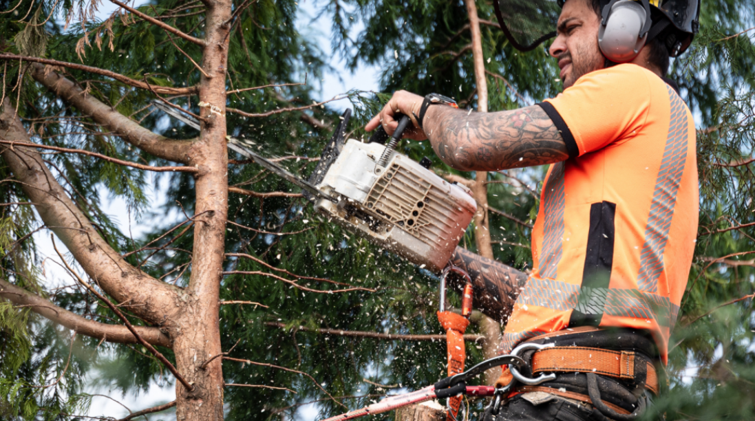arborist Brisbane