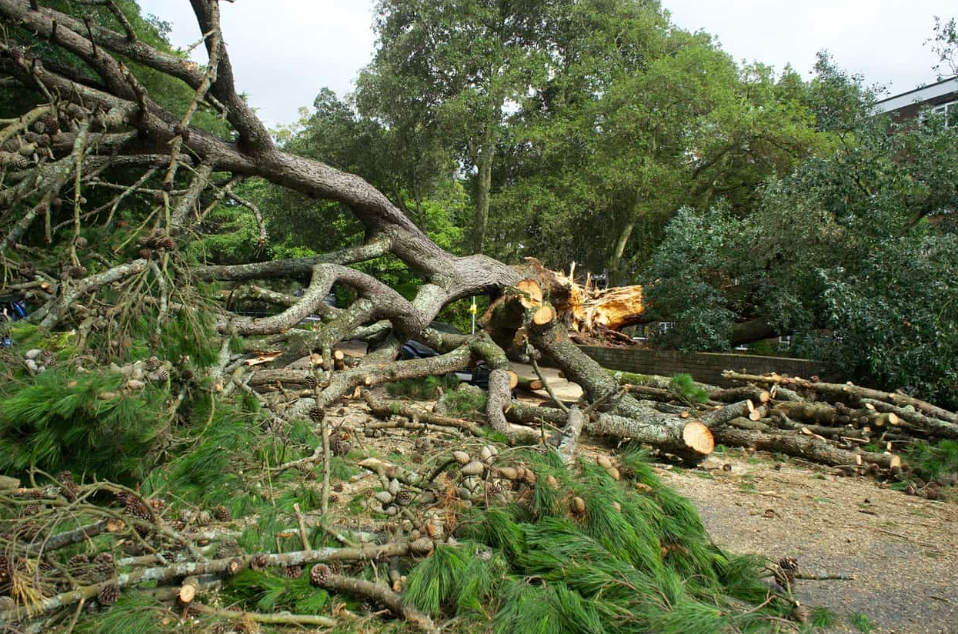 Hire specialists for tree removals in Tauranga