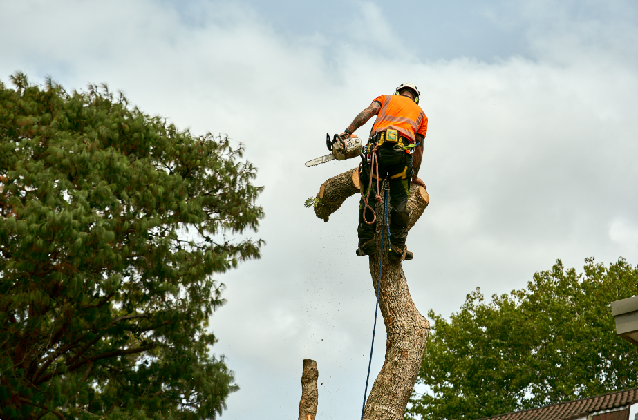 tree pruning in Gold Coast