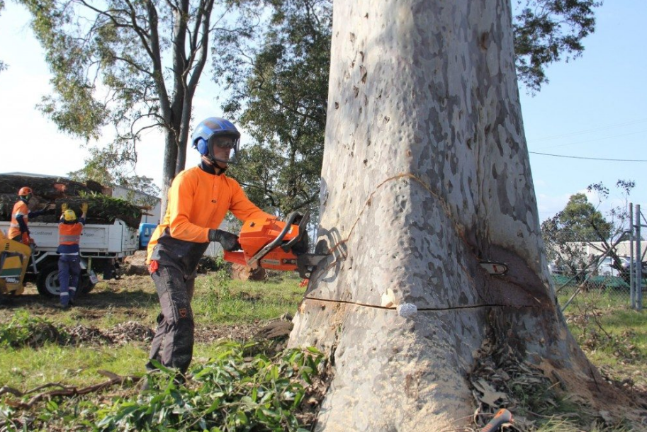 Tree Pruning In Gold Coast For The Healthy Life Of Trees