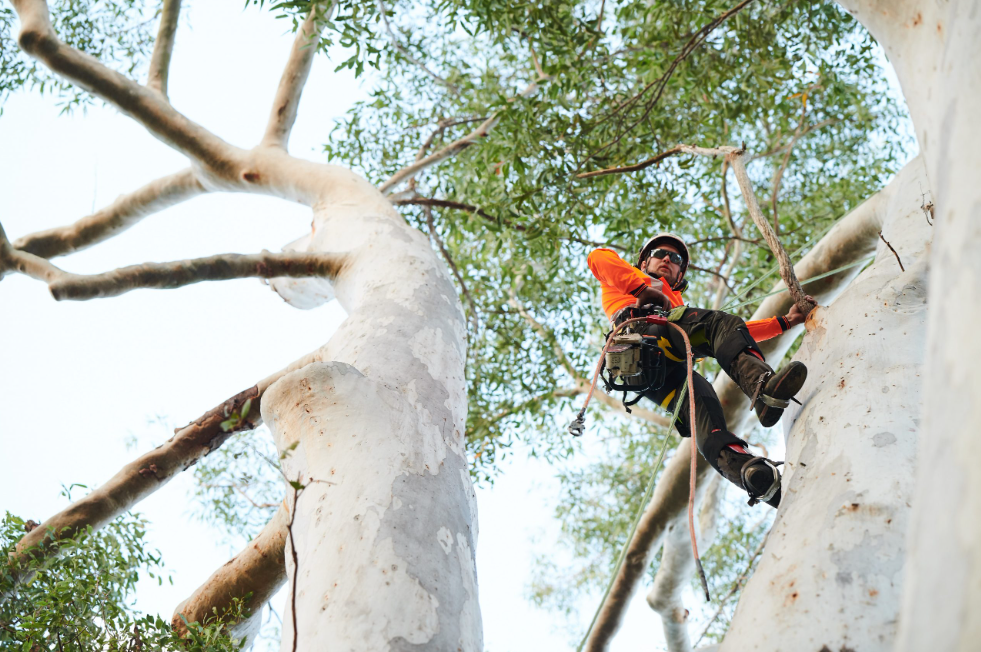 level 5 arborist near me