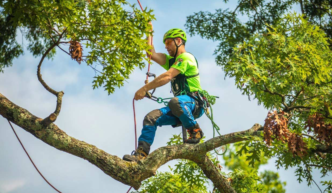 Level 5 Arborist Near Me – Enhancing Your Tree’s Appearance