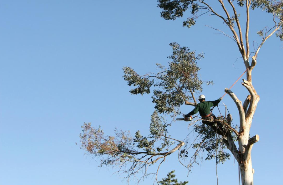Tree Lopper On Gold Coast