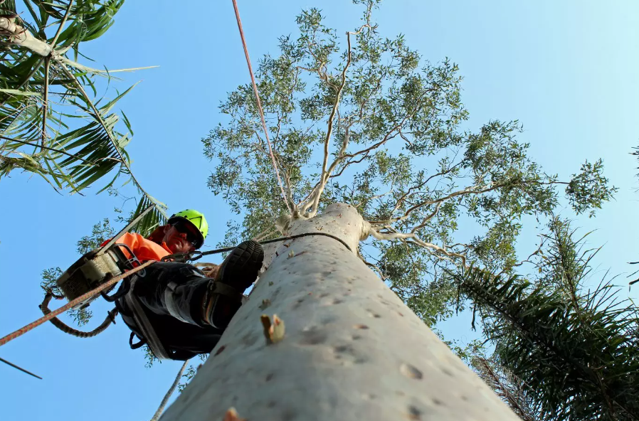 Tree Lopper On Gold Coast