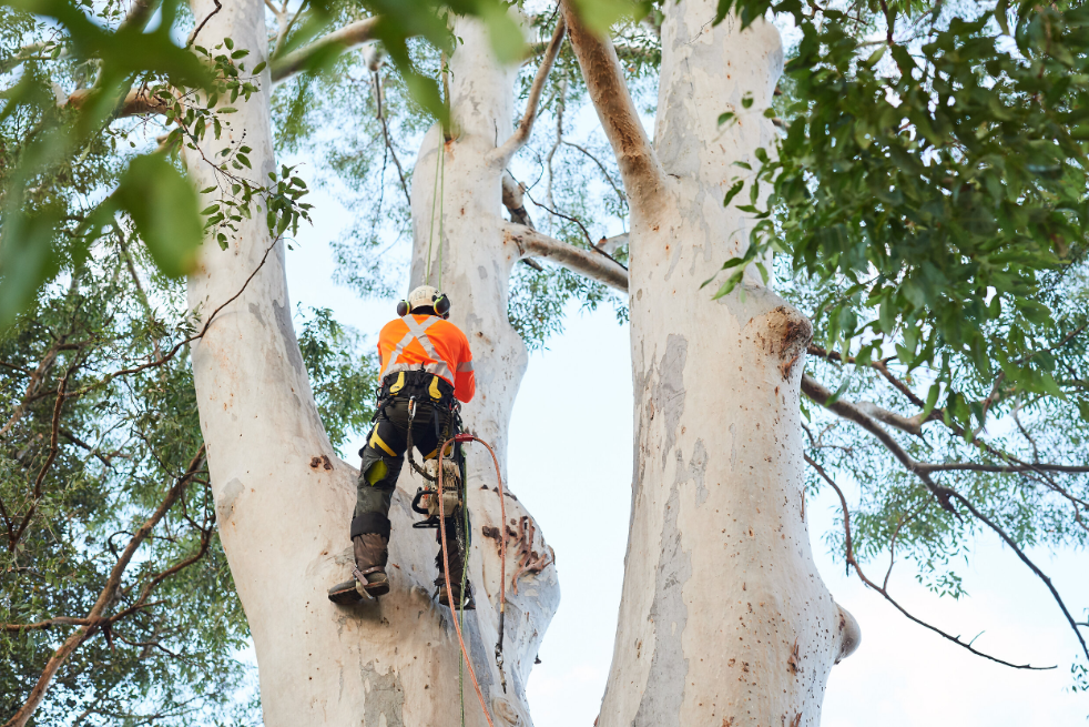 What Qualities To Check For In Tree Removal Services Sydney?