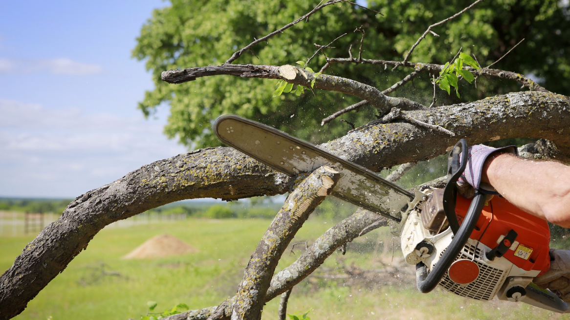 Tree Removal Services Sydney