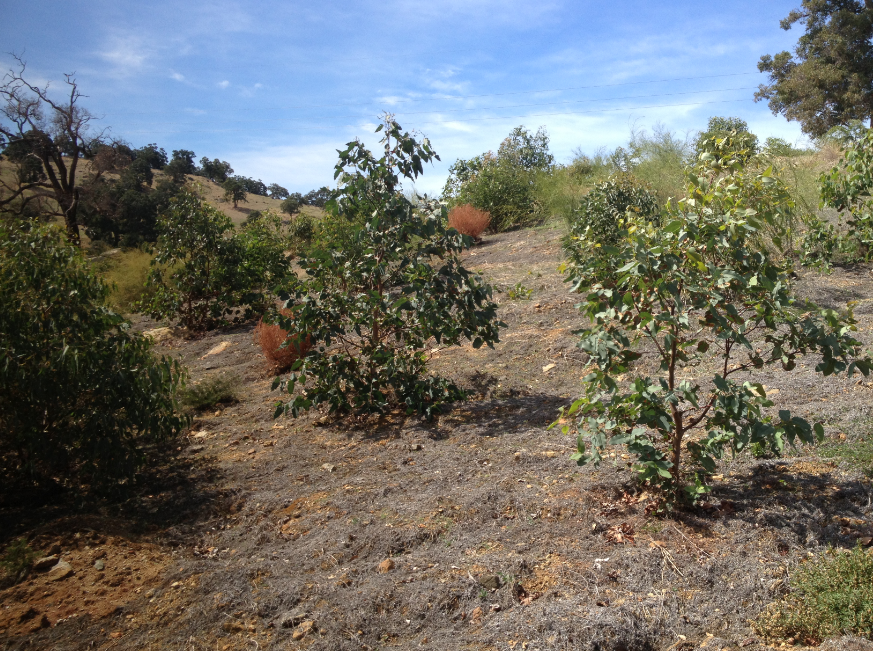 Environment Rehabilitation: The First Step Towards A Brighter Future