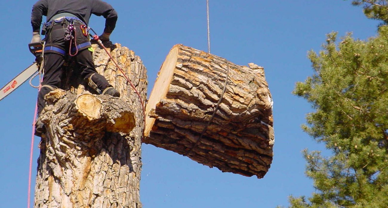 When Tree Removal Is The Answer & When It Isn’t