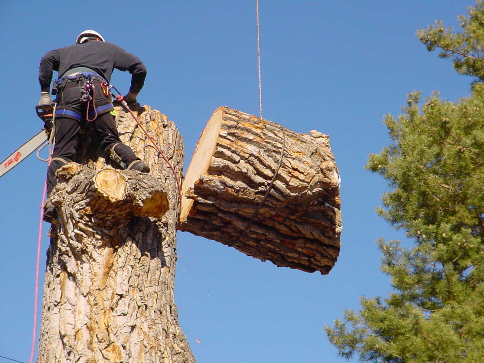 tree removal in Northern Beaches