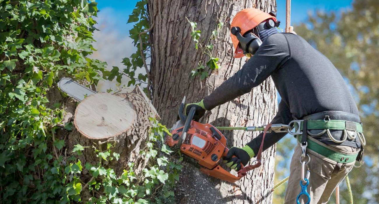 Benefits of Professional Tree Services in Tauranga
