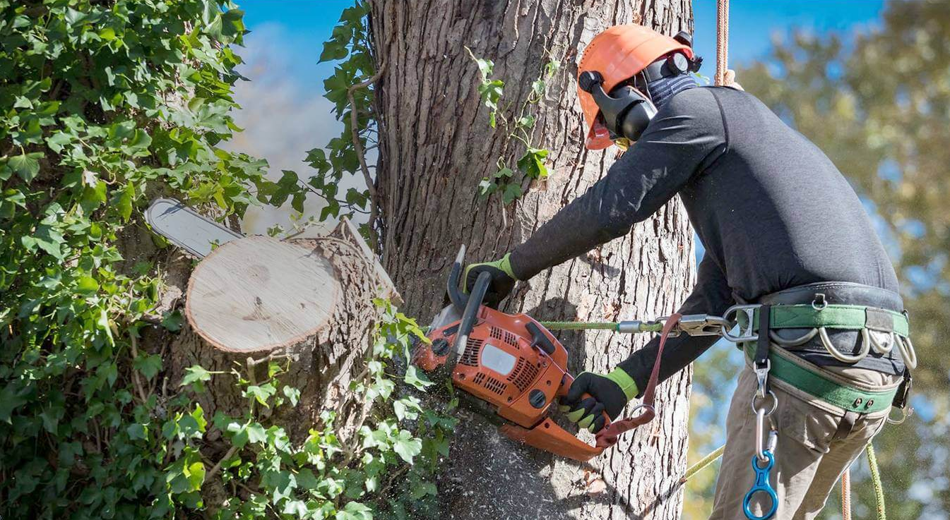 Tree Services in Tauranga