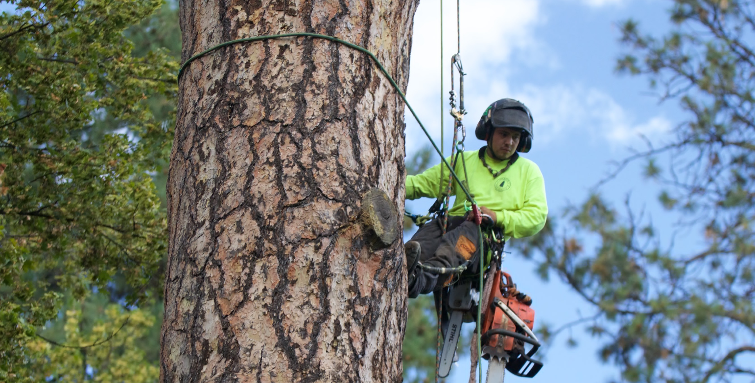 tree services in Tauranga