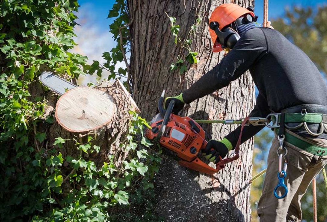 tree services in Redlands