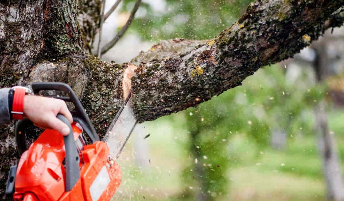 Why You Should Always Hire A Professional For Tree Services
