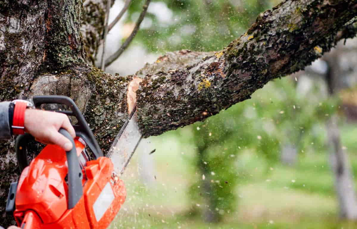 tree services in Redlands