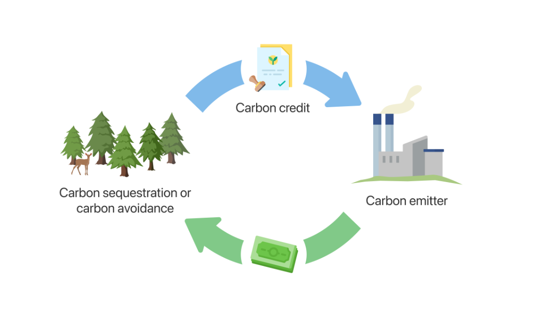 Carbon Offsets: 4 Myths That Businesses Should Know About