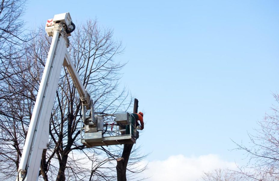 North Shore tree removal