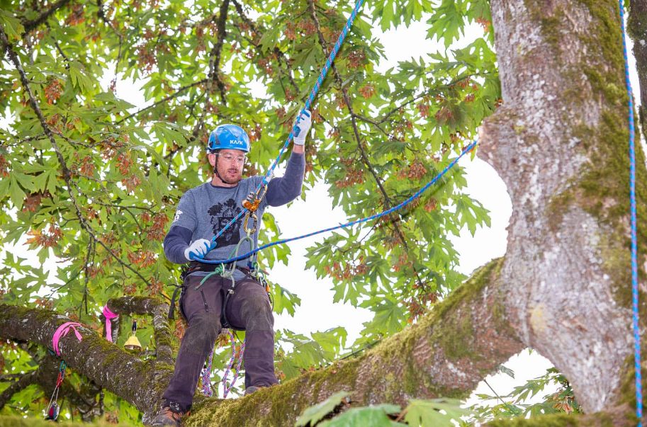 North Shore tree removal
