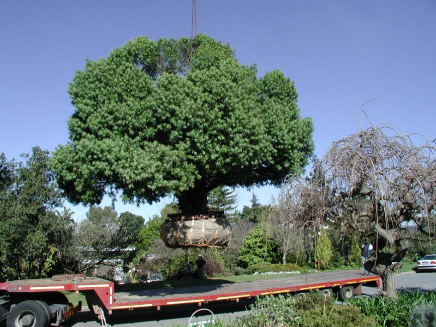 tree relocation services