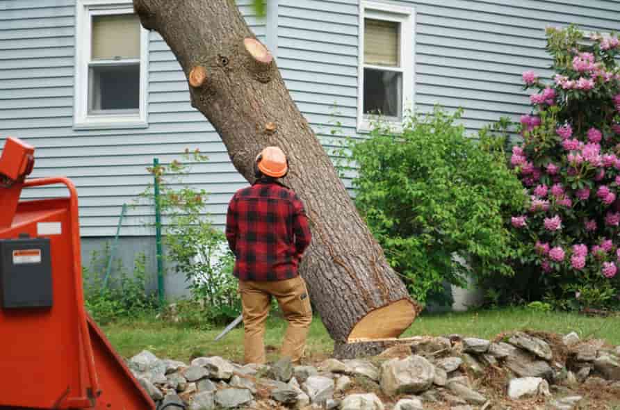 The Different Methods of Expert Tree Removal: Which is Right for Your Property?
