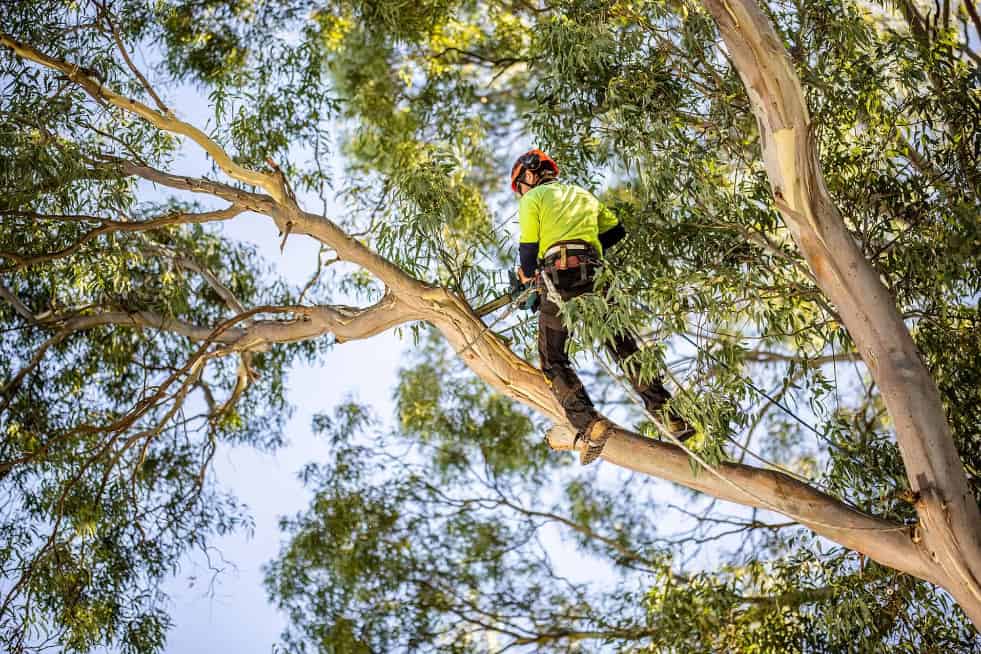 Different Types of Professional Tree Felling Services in Kapiti
