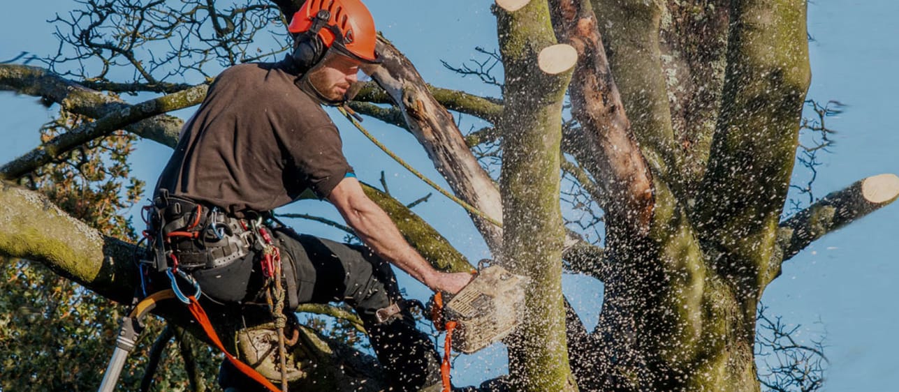 What Are The Important Services Included In The Arborist Liverpool Process?