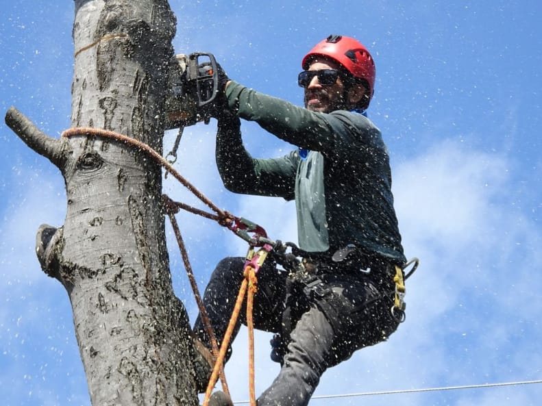 arborist liverpool