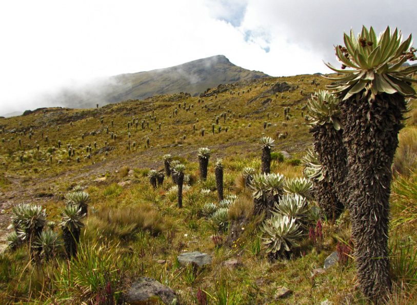 ecological assessments