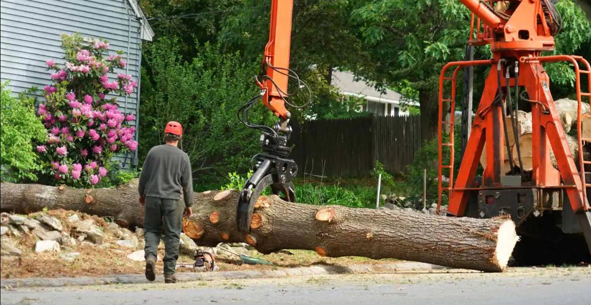  tree removal on the Gold Coast