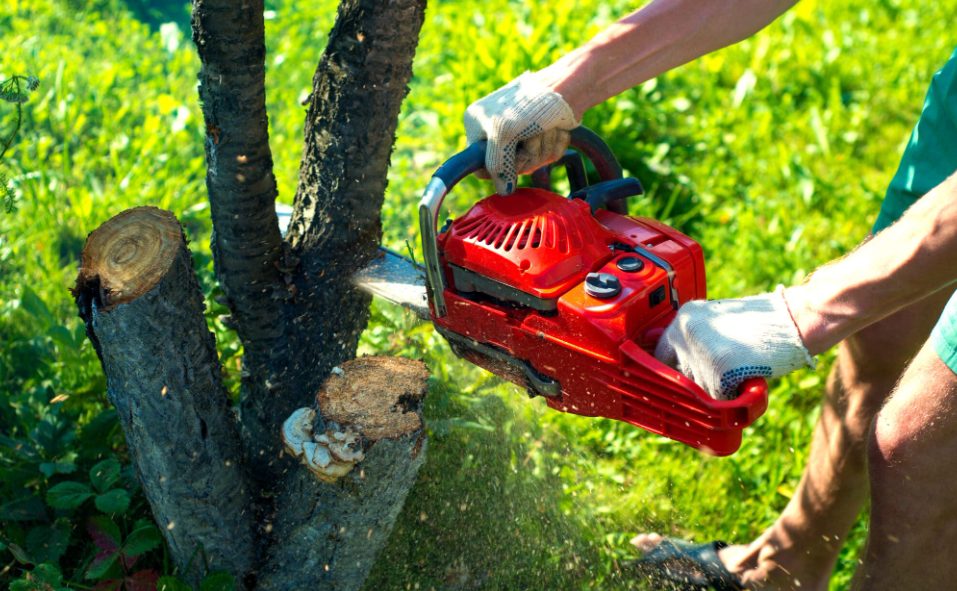 Understanding the Legalities of Tree Removal In Gold Coast