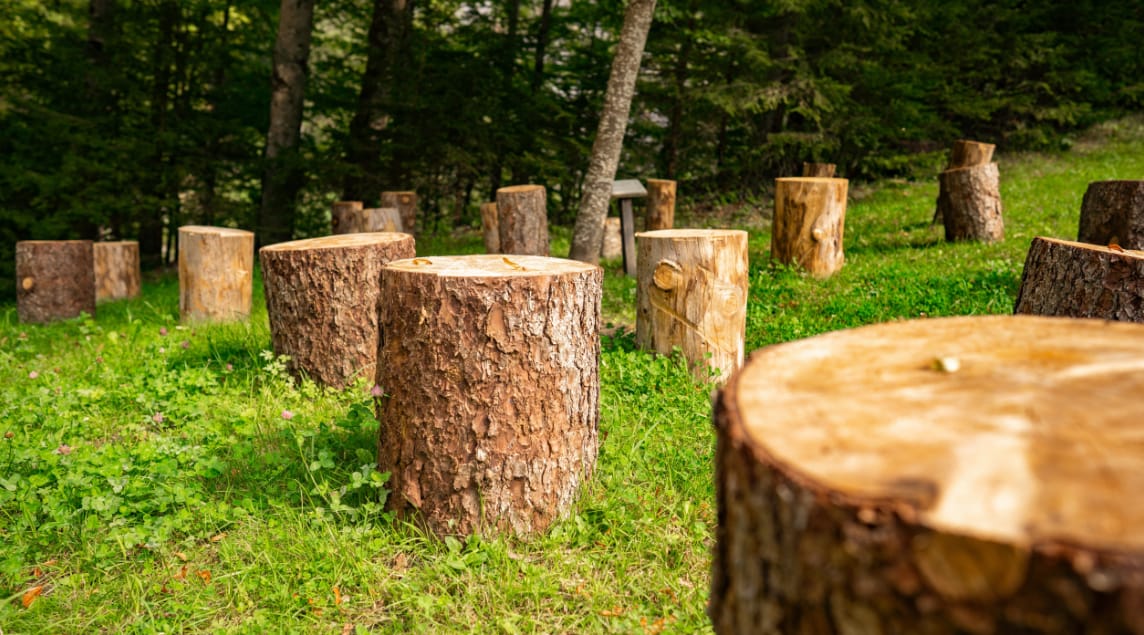 Stump Grinding in Penrith