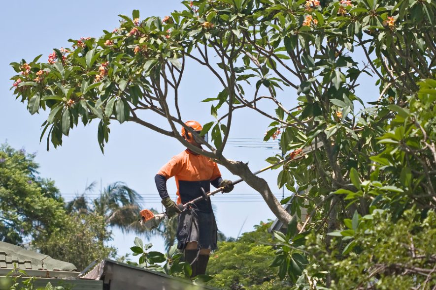 total tree removal