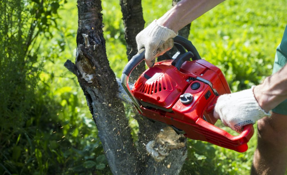The Complete Guide to Total Tree Removal: Everything You Need to Know