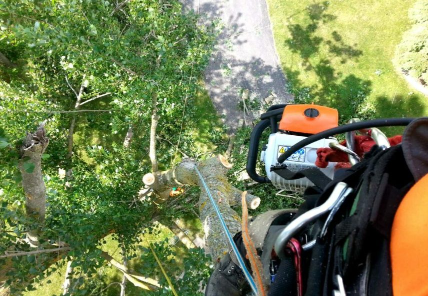 Why Do You Need To Go For Tree Stump Grinding In Auckland?
